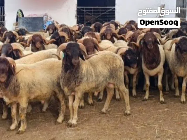 جزار العيد دبح وسلخ