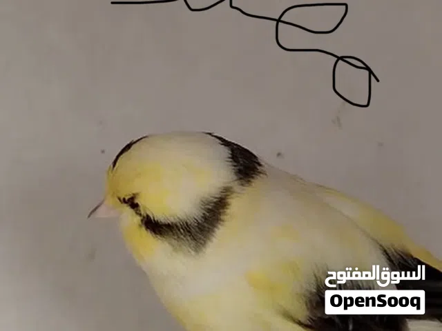الي عندة طيرة أو زوج بوم أو كرست من الخال بوتن للبيع خل يطبلي خاص شراي