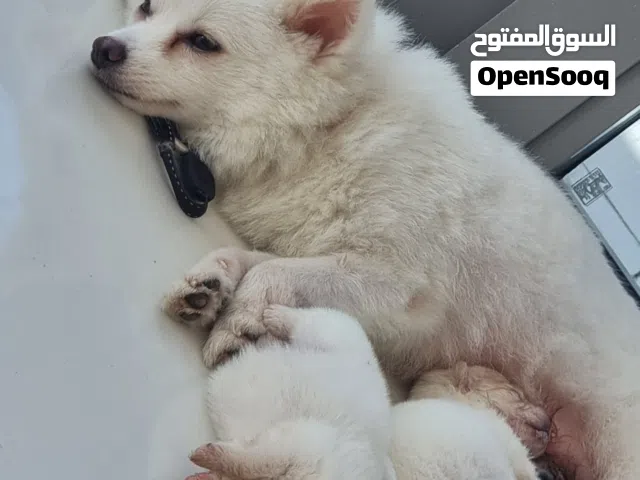 عنرعم 15 يوم فقط واذا بتشربه بنستنى يكمل رضاعة للاربعين يوم