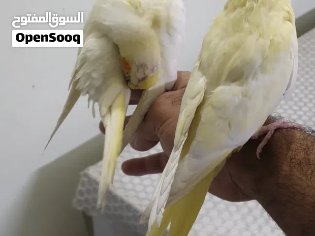 م ت ا ح زوج افراخ  كوكتيل تك