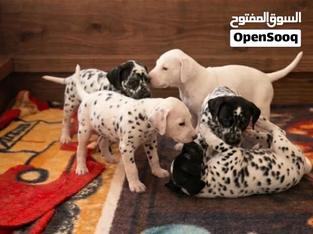 جراوي دلميشن