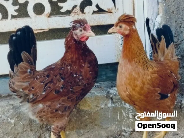متاح دجاج اقراء الوصف
