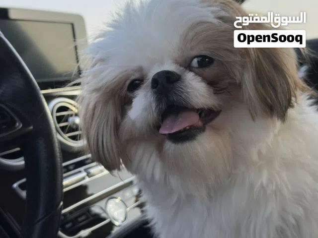 شيدزو ذكر للتزاوج