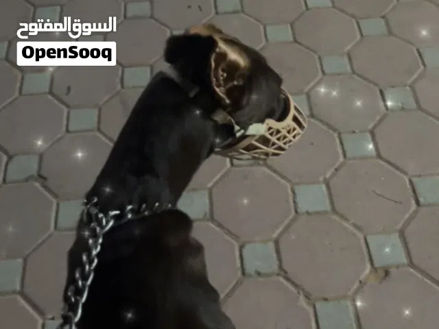 كلب دوبرمان العمر ثمان شهور ذكر