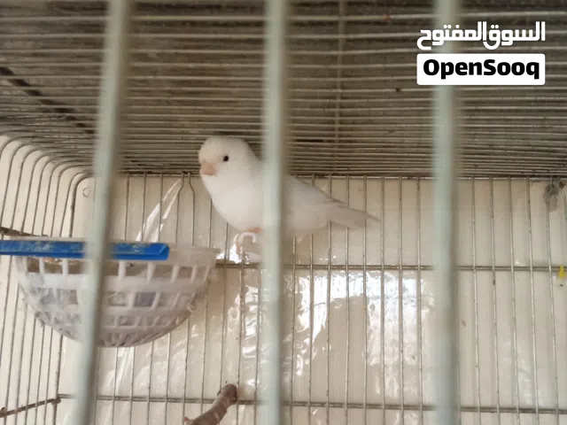 كنار ابيض رسيسيف