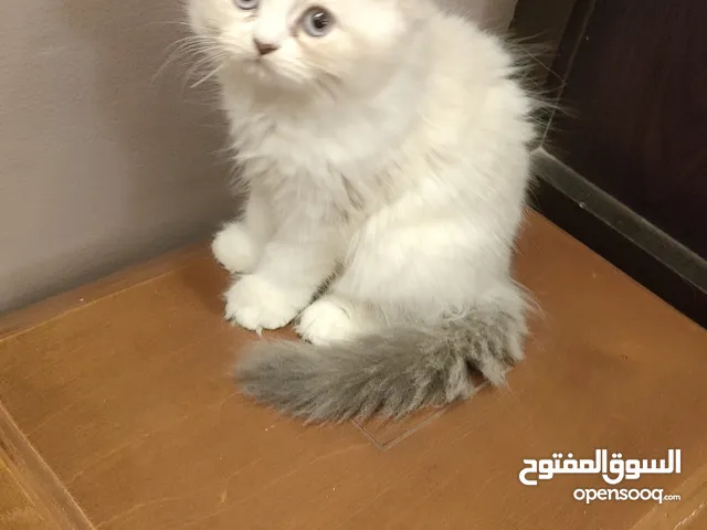 ولد هيمالايا بلو