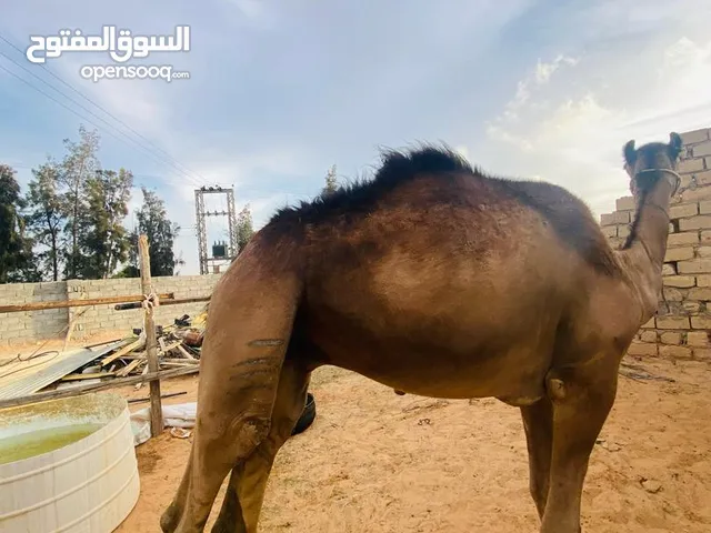 اضاحي للبيع السن ثني الوزن الله يبارك