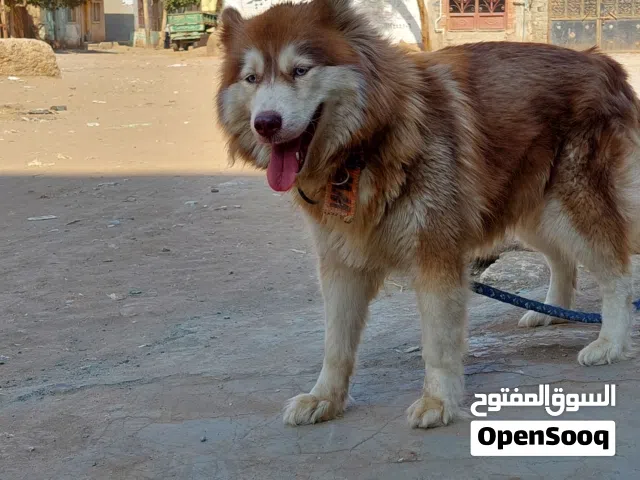 كلبة هاسكى سيبيري بنى 10 شهور
