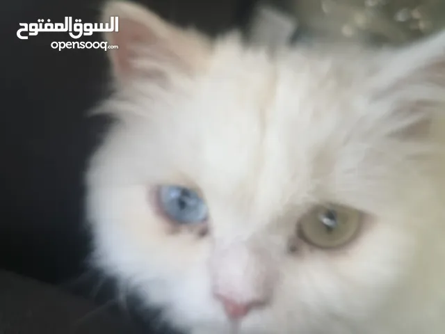 Mix Turkish Angora with Persian 8 months old