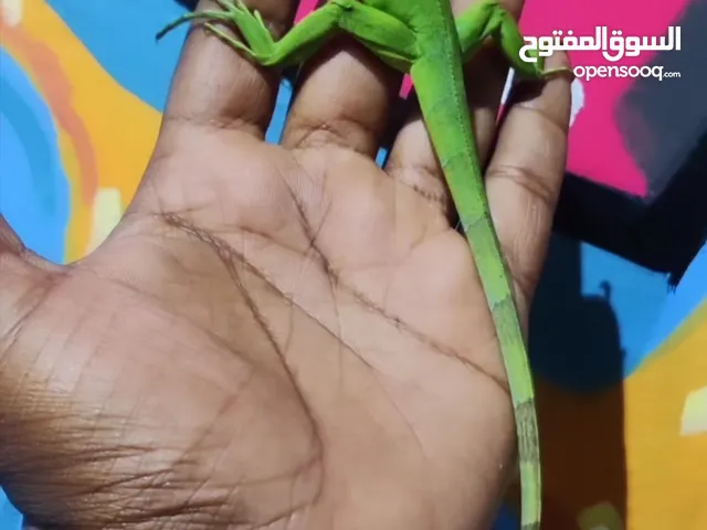 green iguana baby