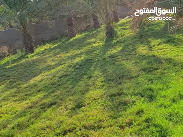 Farm Land for Sale in Basra Abu Al-Khaseeb