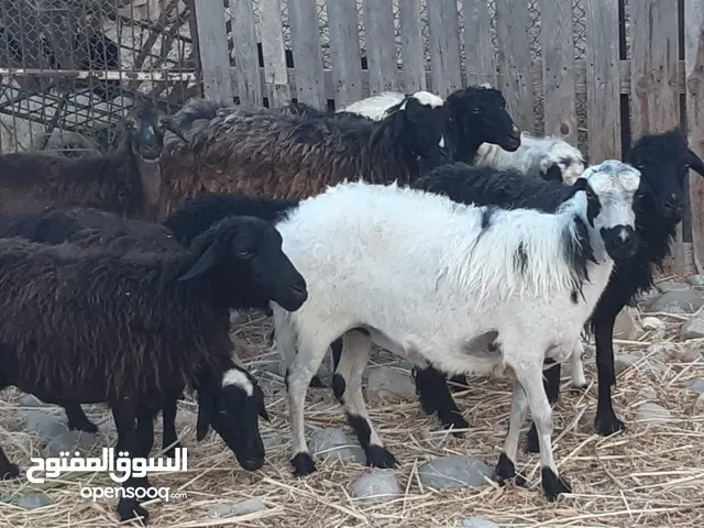 قطيع جعد عمانيات ماشاء الله
