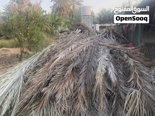 زور النخيل سعف النخيل