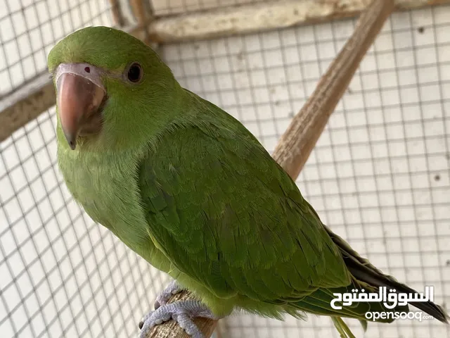 للبيع ببغاء الدرة المطوقة، أليف و في طور الكلام و لعوب السعر :35
