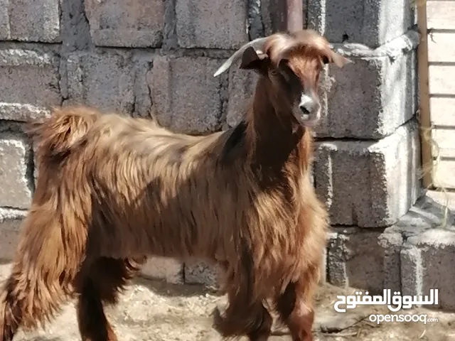 تيس للبيع ما شاء الله