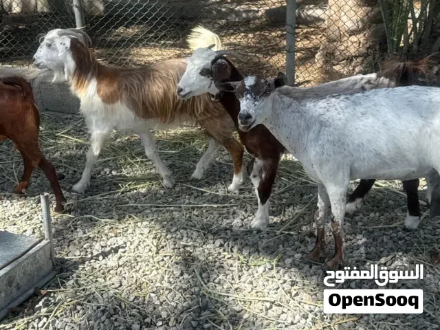 اغنام للبيع