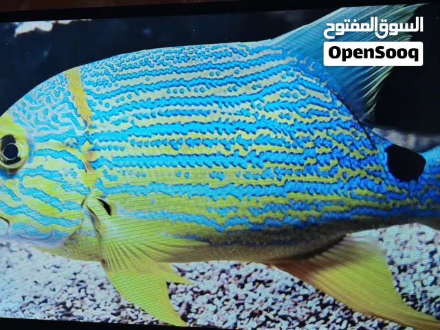 شاشه غزال 32 سمارت