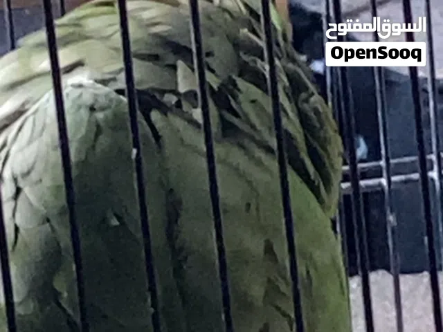 بغباء امزوني فرناسه فورتند