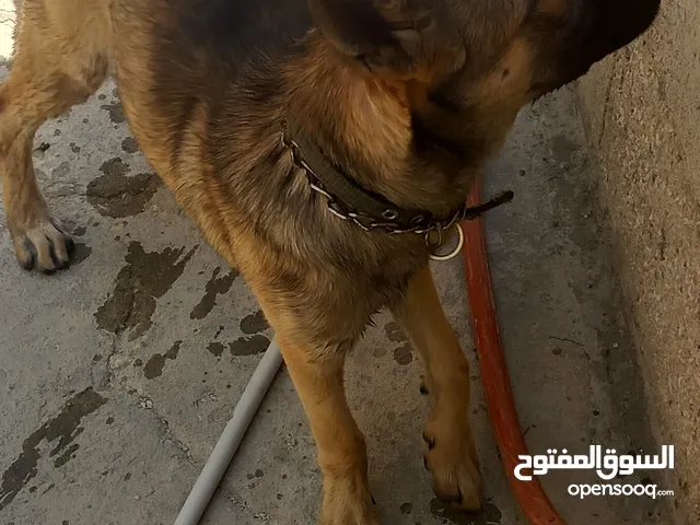 جيرمن سيبل