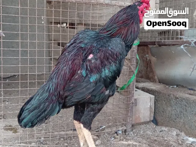 للبيع طير أموره طيبه مايشكي من شي لا اقبل بدل