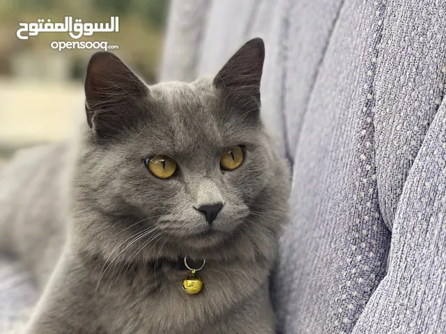 قط تهجين الوصف مهم