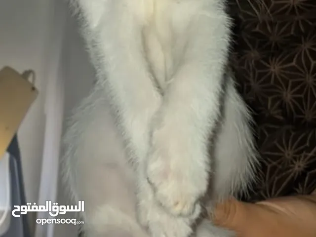 قطط للتبني نظاف ولعوبين ومتعودين عالناس بحاول الاقي لهم ناس حبوبة وتهتم فيهم