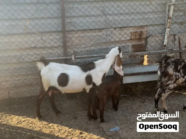 صخول شاميات خط اول