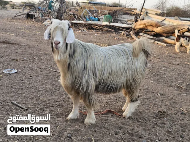 شاه من حلال الرحوب