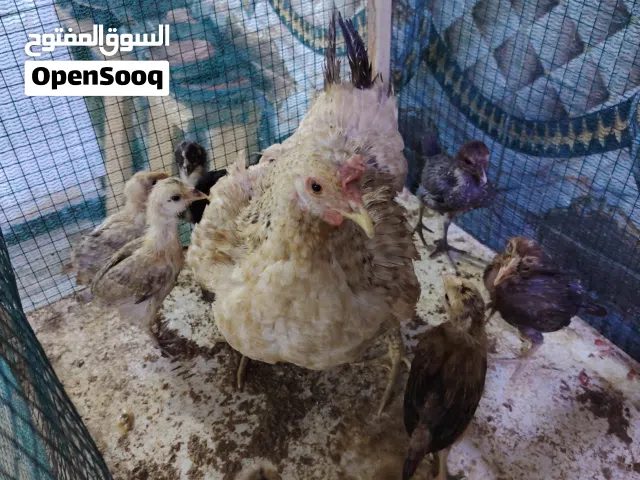 السلام عليكم ورحمة الله دجاجه جواها 9افراخ وبصحه جيده