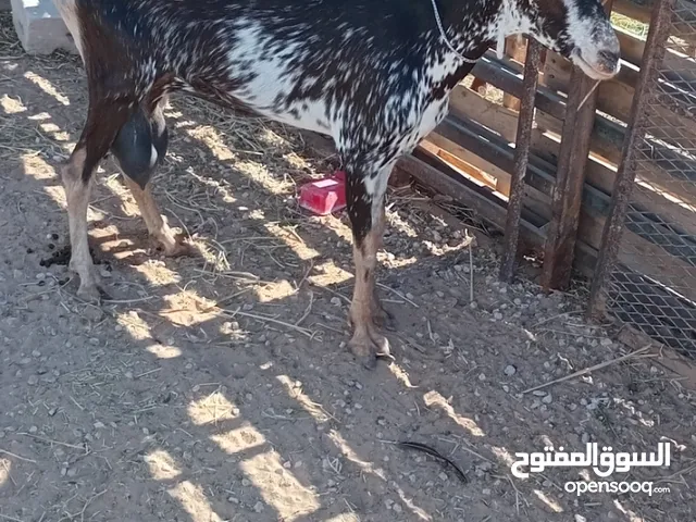 عنز فلورده حليب عشراء في شهرين اول جمع