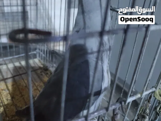 دره رصاصي على وجه فطام محلق باسمي
