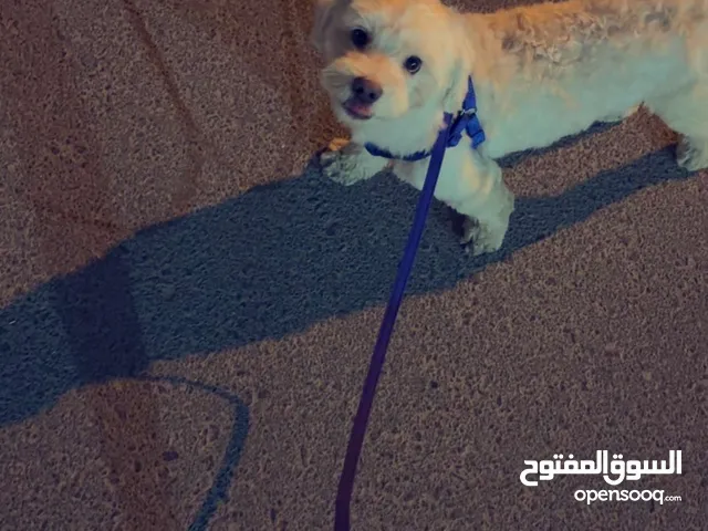 جلب اذكر لونه ابيضّ عمره 9 شهور