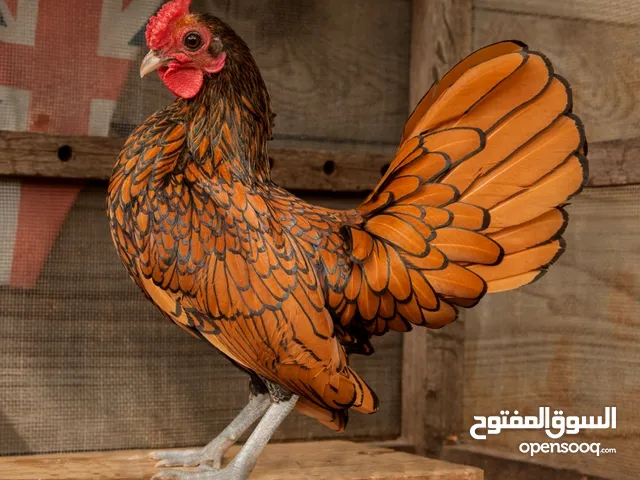 مطلوب أطقم سبرايت جميع الالوان