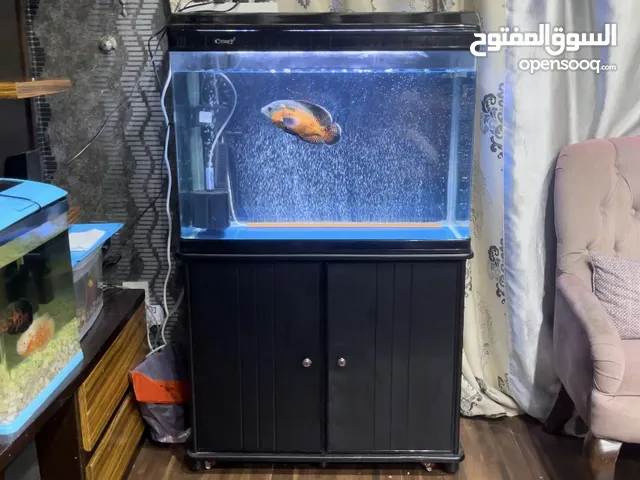 حوض سمك كبير و نظيف جدا و بقمه النظافه ما فيه ولا خدش تقدر تيجي و تشوفه بنفسك حياك الله باي وقت