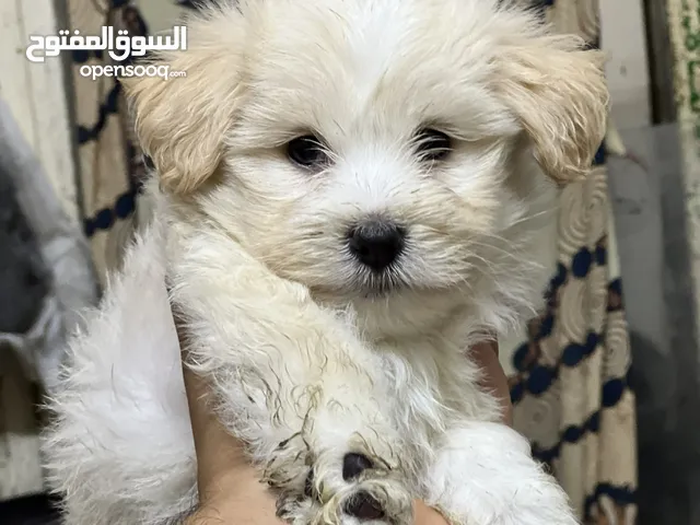 Havanese puppy long hair