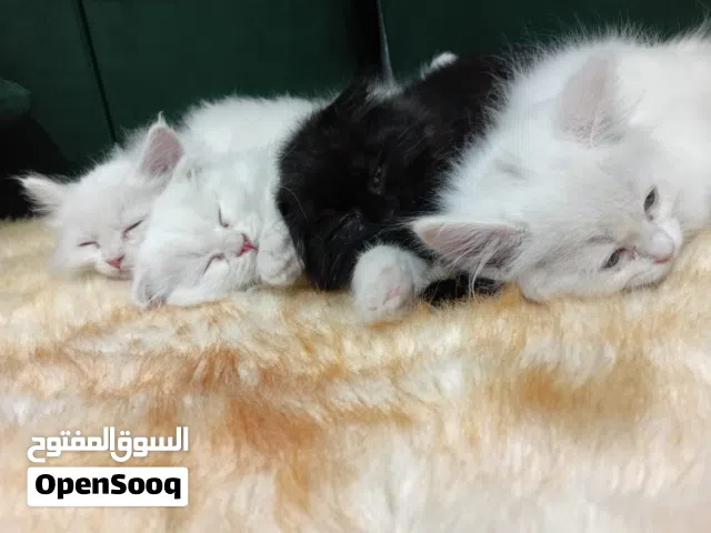 قطط عمر شهرين