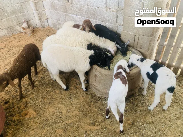 حوليات وحولا مايضحوا للبيع