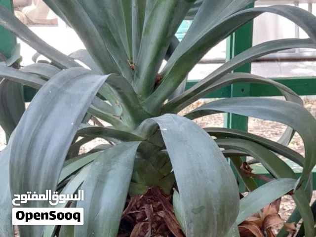 Very nice plant in a ceramic pot