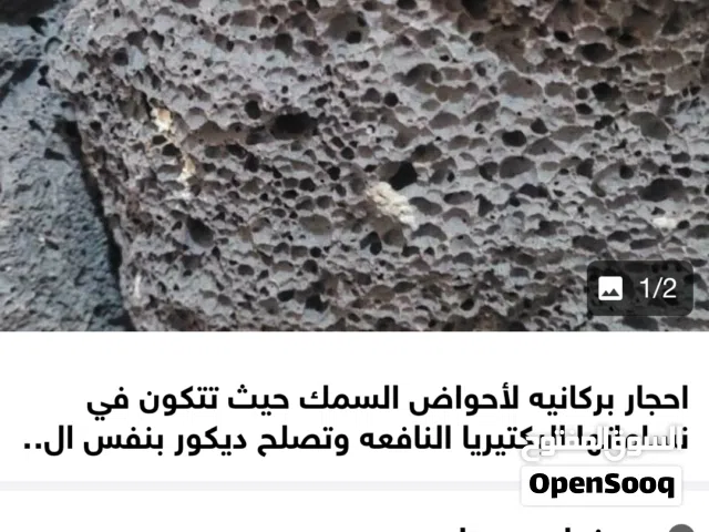 احجار بركانيه لأحواض السمك حيث تتكون في نساماتها البكتيريا النافعه للمزيد من المعلومات تواصل معي