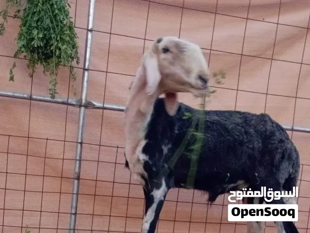 فحل نجدي ينسف