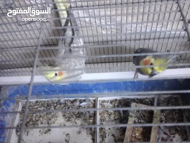 جوز كوكتيل شغال تحته بيضتين