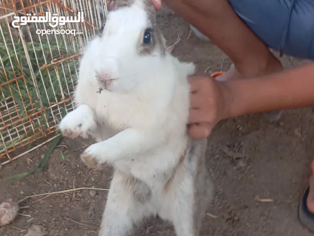 للبيع ارانب
