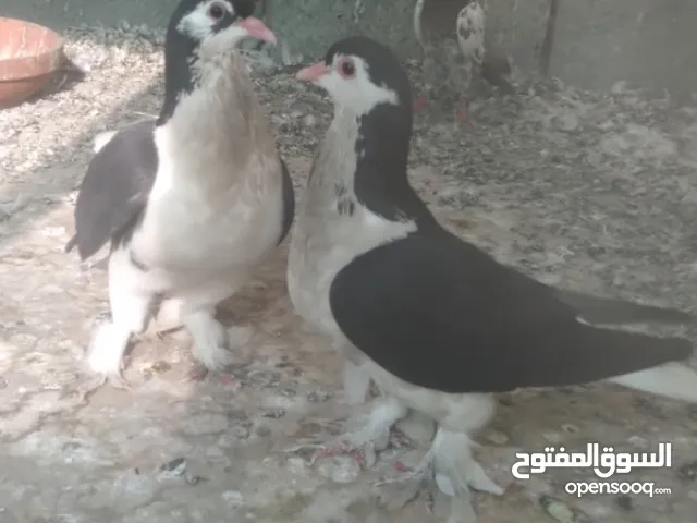 مجموعة أزواج وأفراد قم بمشاهدة الوصف