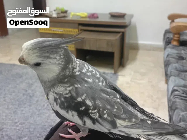 كوكتيل واي فيس ازبيل حبه ججججامبو