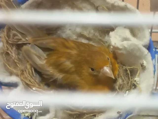 انثى كنار للبيع