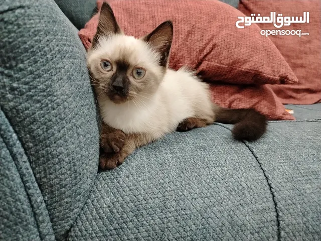 قطتان صغيرتان للبيع مع جميع أغراضهما سيامي أنثى وهيمالايا ذكر
