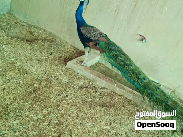 Adult male peacocks