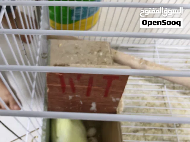 Budgie birds