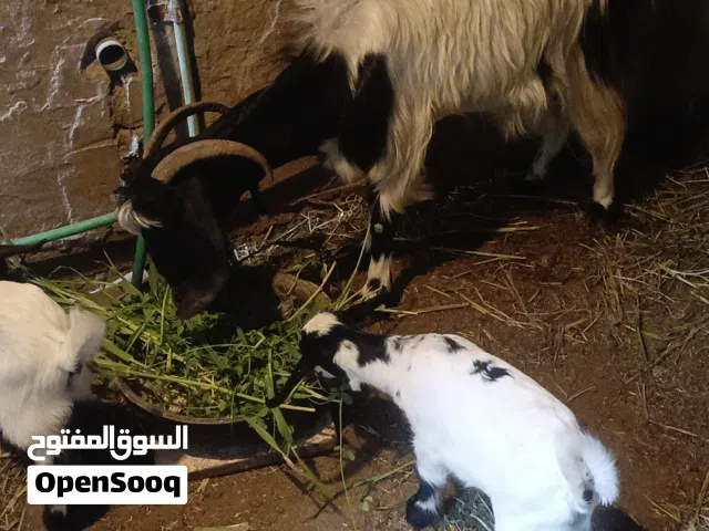 ضحله البيع ورها توم