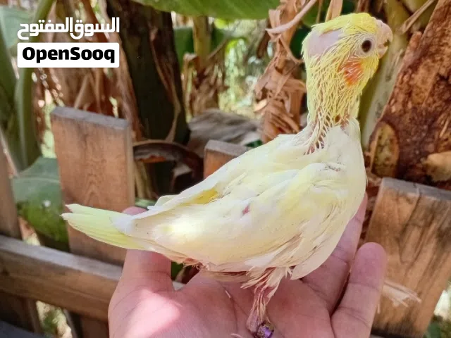 طرف كوكتيل ترويض